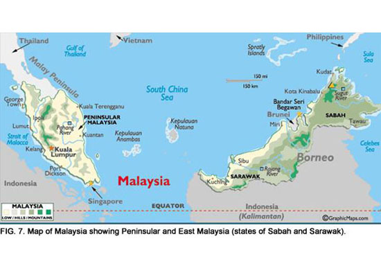 palm oil