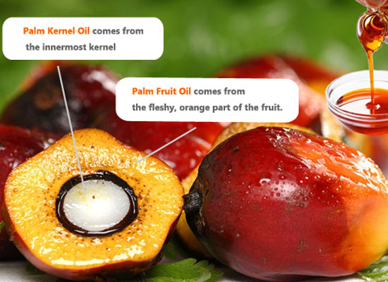 palm oil and palm kernel oil