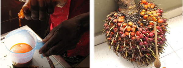 palm fruit oil and palm fruit bunch 