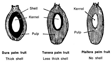 palm fruit types