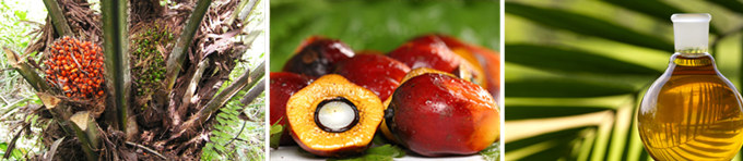 palm oil