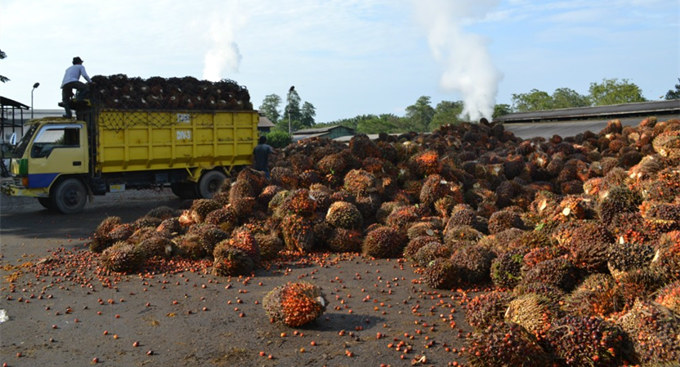 palm oil mill equipment machinery