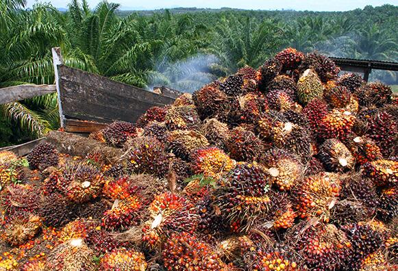 palm fruit bunches 