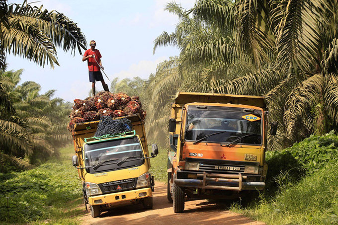 palm fruit loading