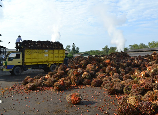 palm fruit bunches 