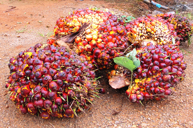 palm fruit