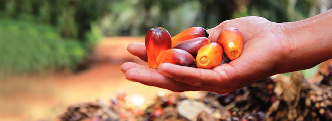 palm fruit