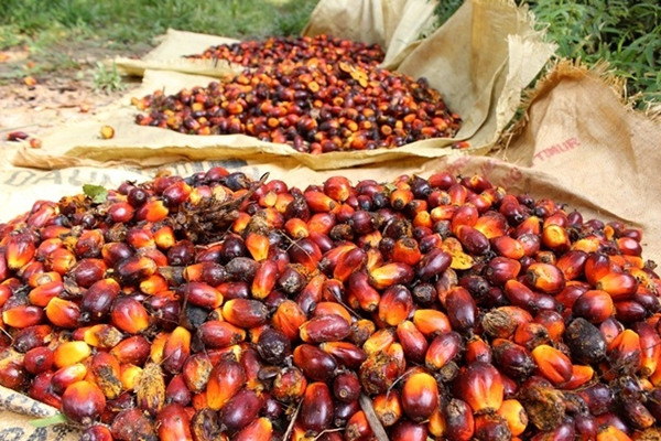 individual palm fruits