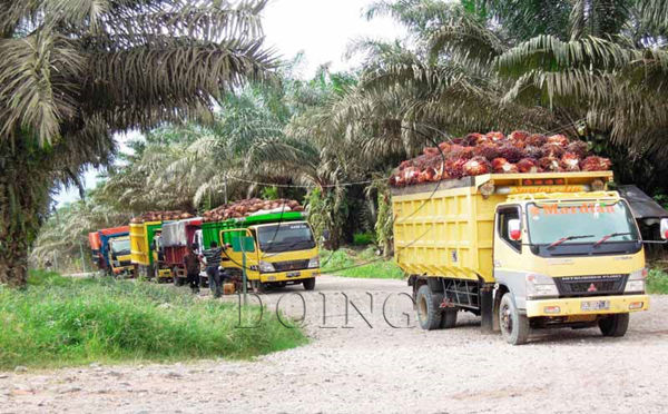 palm fruit reception station 