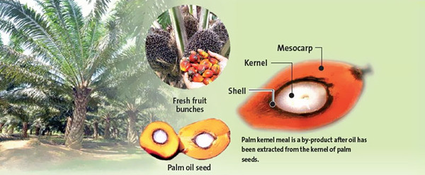 palm fruit and palm kernel 
