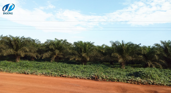 mature oil palm plantation