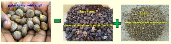 palm kernel