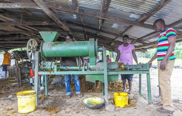 palm oil processing process