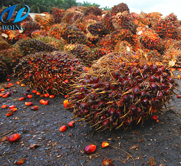 palm oil processing machinery 