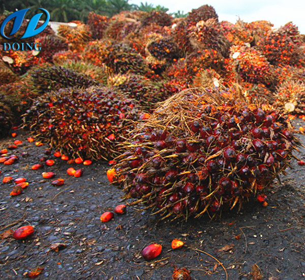 oil palm production in Malaysia 