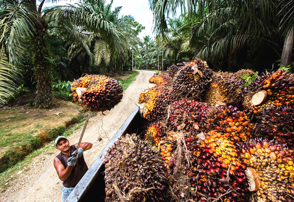 oil palm production in Malaysia