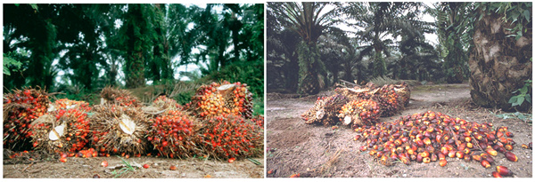 palm oil processing process