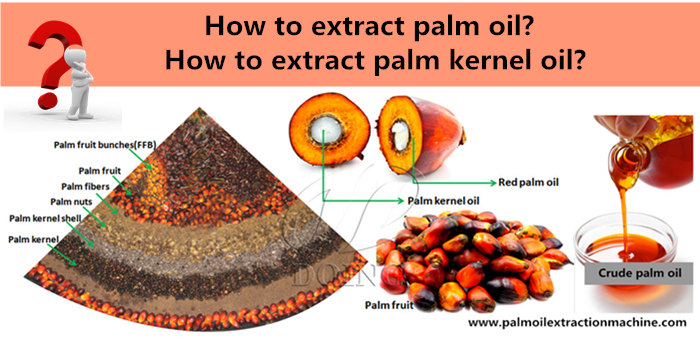 Palm oil vs palm kernel oil: What's the difference?