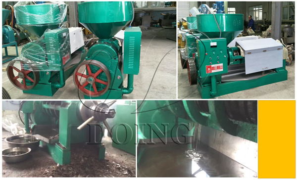 palm kernel oil extraction machine 