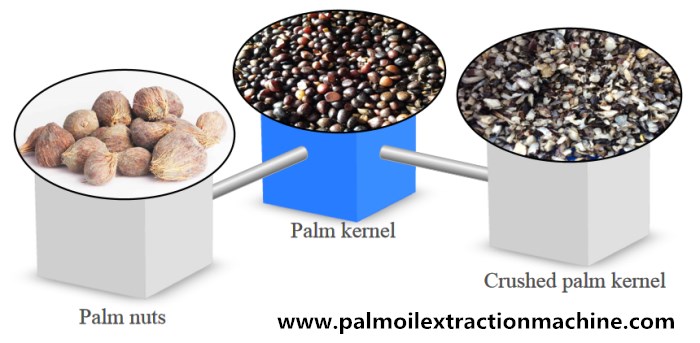 palm kernel oil processing machine 