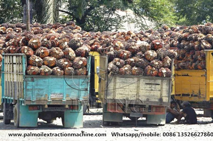 palm oil processing plant 