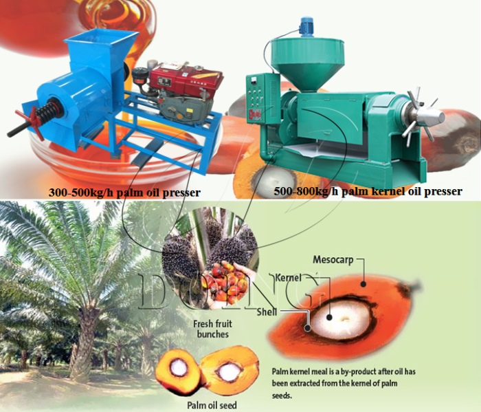 palm oil presser and palm kernel oil presser