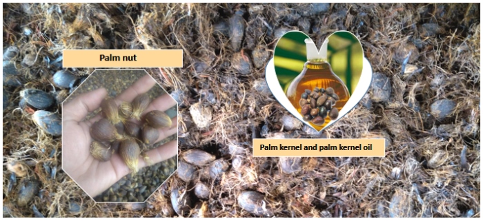 palm nuts and palm kernel