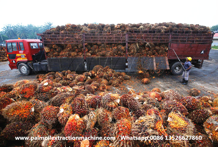 palm fruit bunches