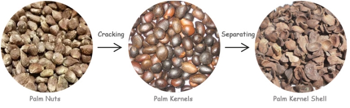 palm kernel